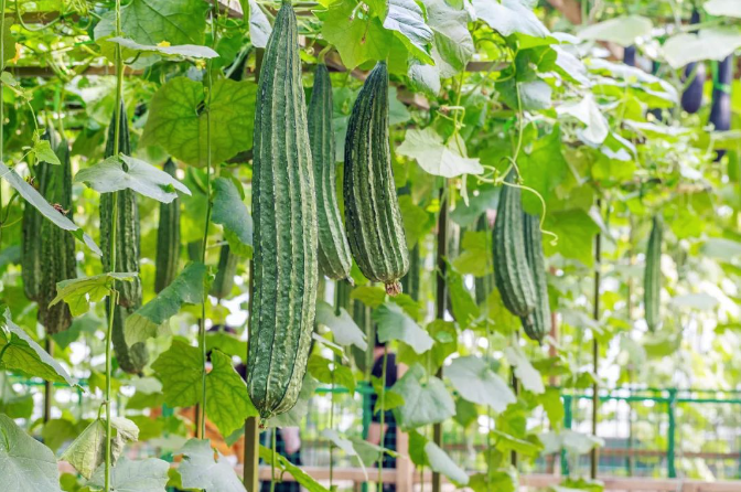 冷门回收项目：2元一斤回收_转手竟能卖20元！